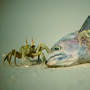 Krabben fressen Fischkopf, Lhaviyani Atoll © Wolfgang Herath