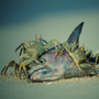 Krabben fressen Fischkopf2, Lhaviyani Atoll © Wolfgang Herath