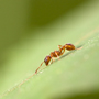 Knotenameise1, Myrmica rubra © Wolfgang Herath