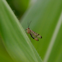 Skorpionsfliege, Panorpa communis © Wolfgang Herath