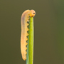 Blattwespenraupe, Symphyta © Wolfgang Herath