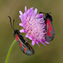 Sechsfleckwidderchen (Zygaena filipendulae) und Thymianwidderchen (Zygaena purpuralis) auf einer Acker-Witwenblume (Knautia arvensis), Juni 2014. © Wolfgang Herath