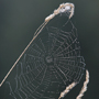 Spinnennetz1 © Wolfgang Herath