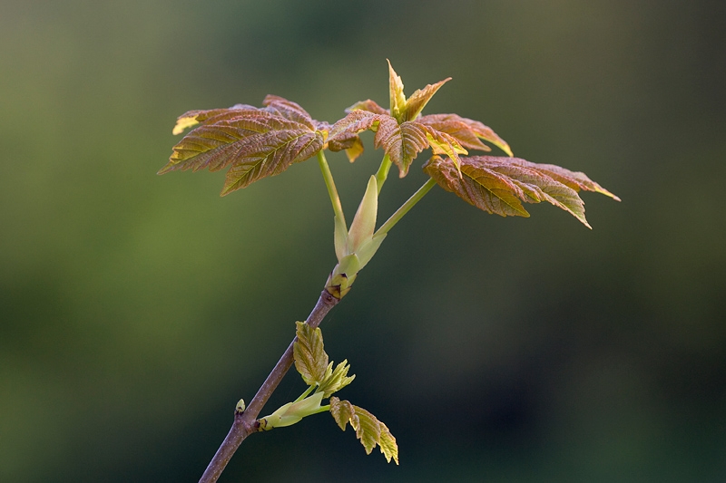  Bergahorntrieb, Acer pseudoplatanus © Wolfgang Herath