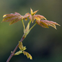  Bergahorntrieb, Acer pseudoplatanus © Wolfgang Herath