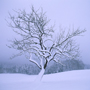  Obstbaum im Winter © Wolfgang Herath