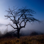  Oschenberg, Baum im Nebel © Wolfgang Herath