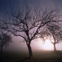  Obstbäume im Nebel © Wolfgang Herath