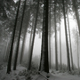 Fichtenwald im Winter © Wolfgang Herath
