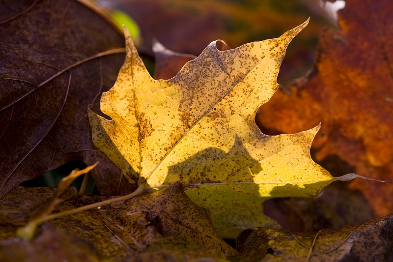 Spitzahornblatt, Acer platanoides © Wolfgang Herath