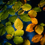 Herbstblätter © Wolfgang Herath