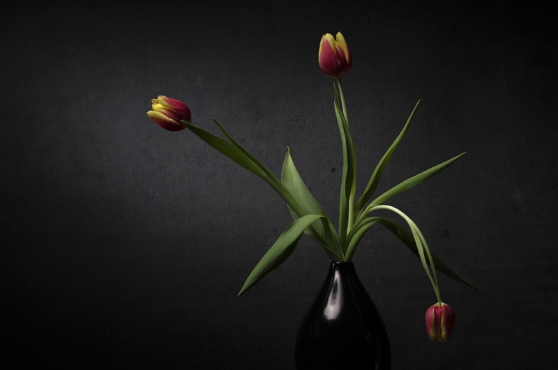 Tulpen, März 2020 © Wolfgang Herath