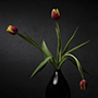 Tulpen, März 2020 © Wolfgang Herath