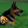 Polizeihund1 © Wolfgang Herath
