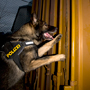 Polizeihund, Rauschgiftspürhund im Einsatz © Wolfgang Herath