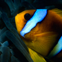 Ägypten, Rotmeer-Anemonenfisch, Amphiprion bicinctus © Wolfgang Herath