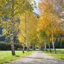 Steiermark, Tragöss, Birkenallee im Herbst © Wolfgang Herath